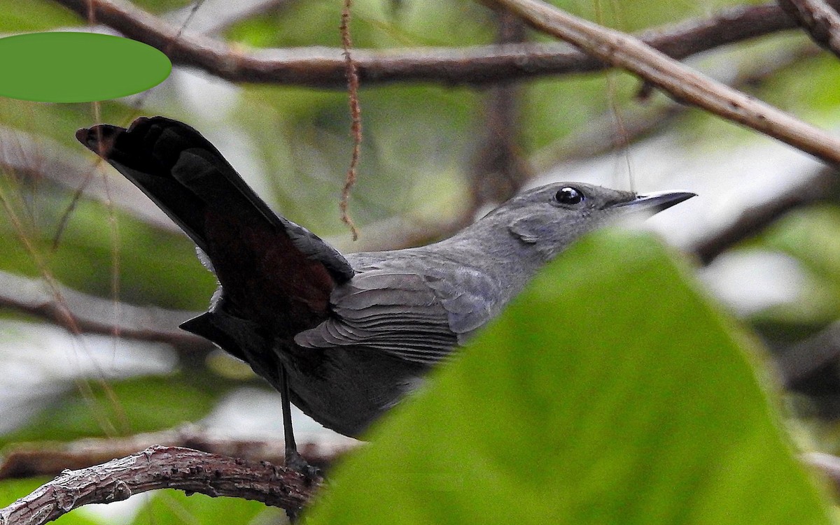 Moqueur chat - ML645044236