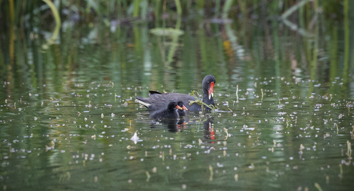 Dusky Moorhen - ML645044240