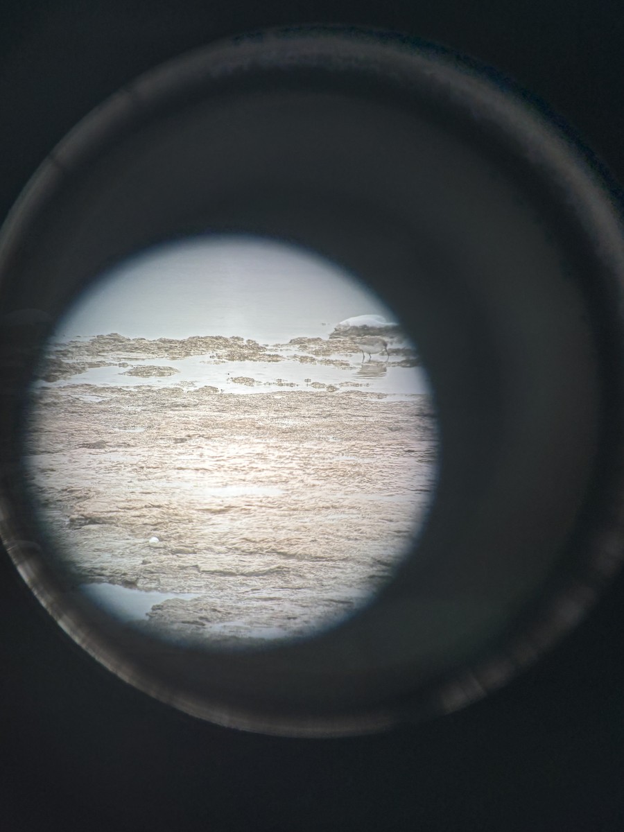 Çizgili Kumkuşu - ML645044245