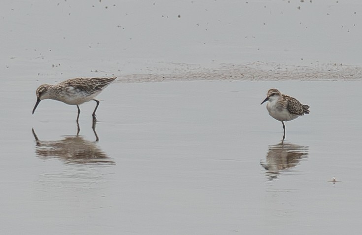 Broad-billed Sandpiper - ML645044246