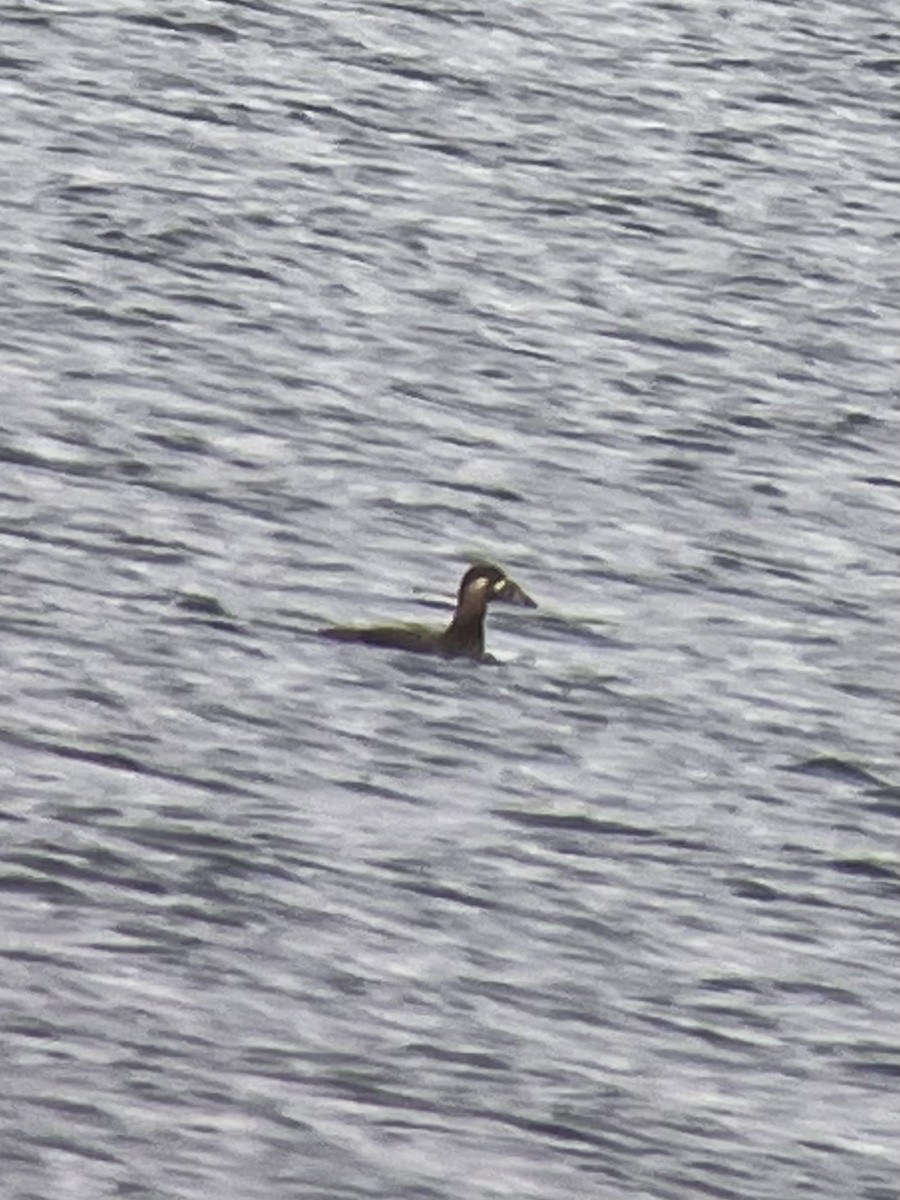 Surf Scoter - ML645044259