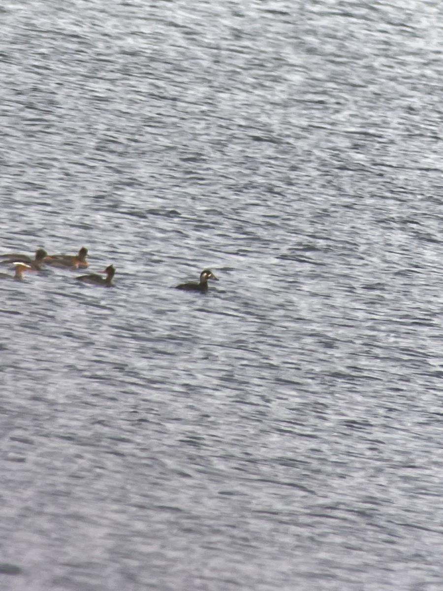 Surf Scoter - ML645044260