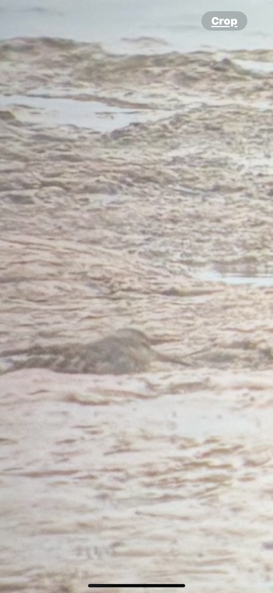 Çizgili Kumkuşu - ML645044262