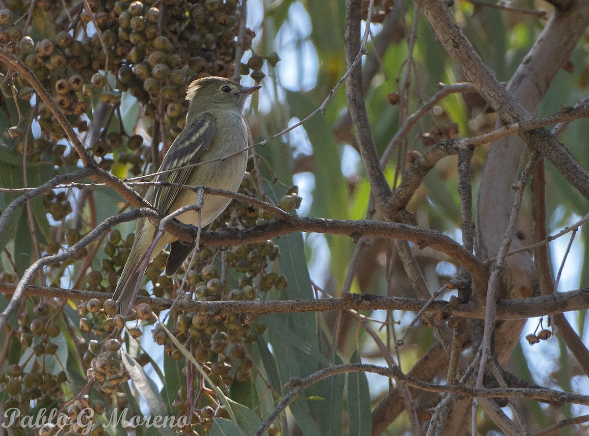 White-crested Elaenia - ML645044271