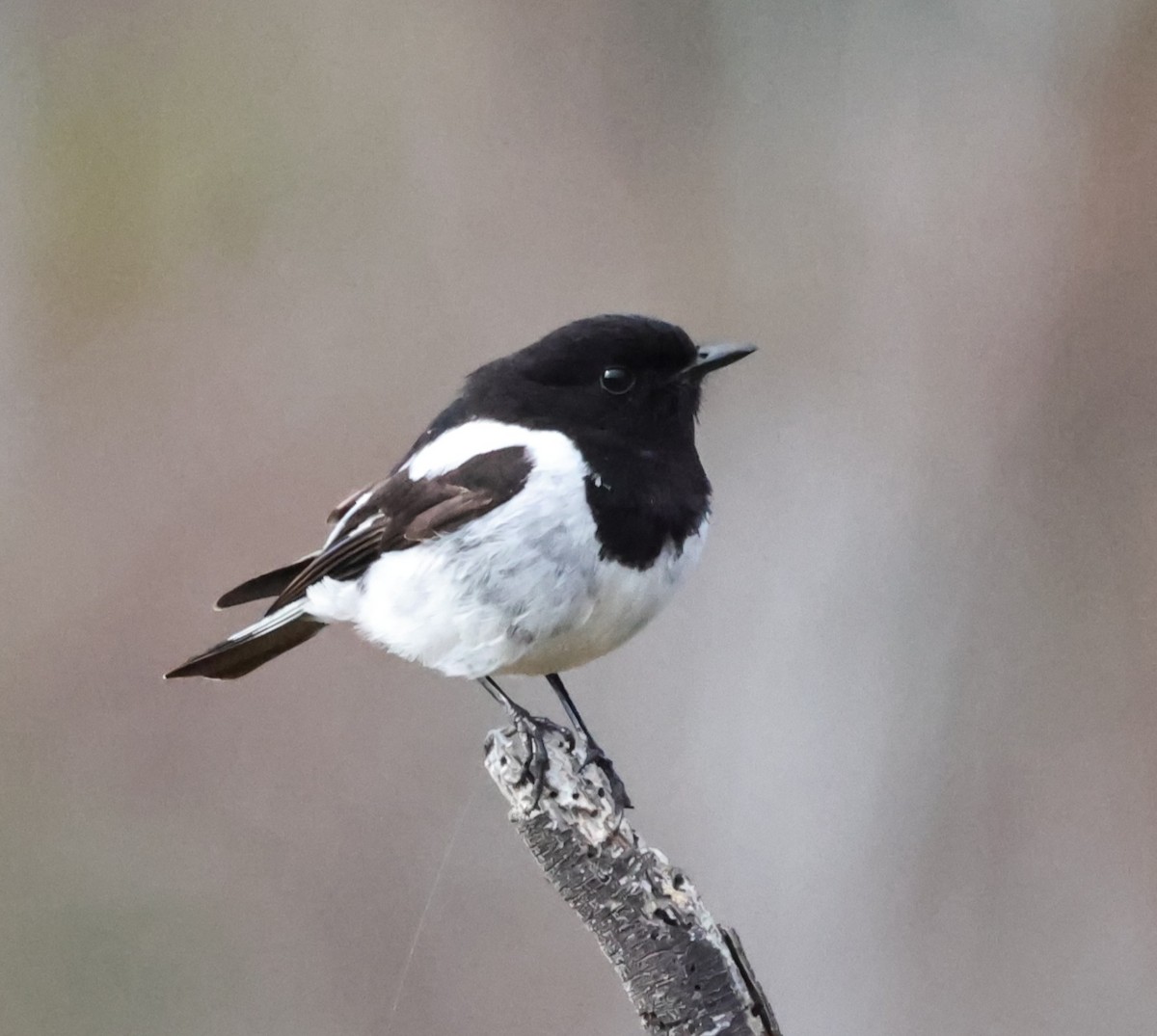 kutteflueskvett - ML645044278