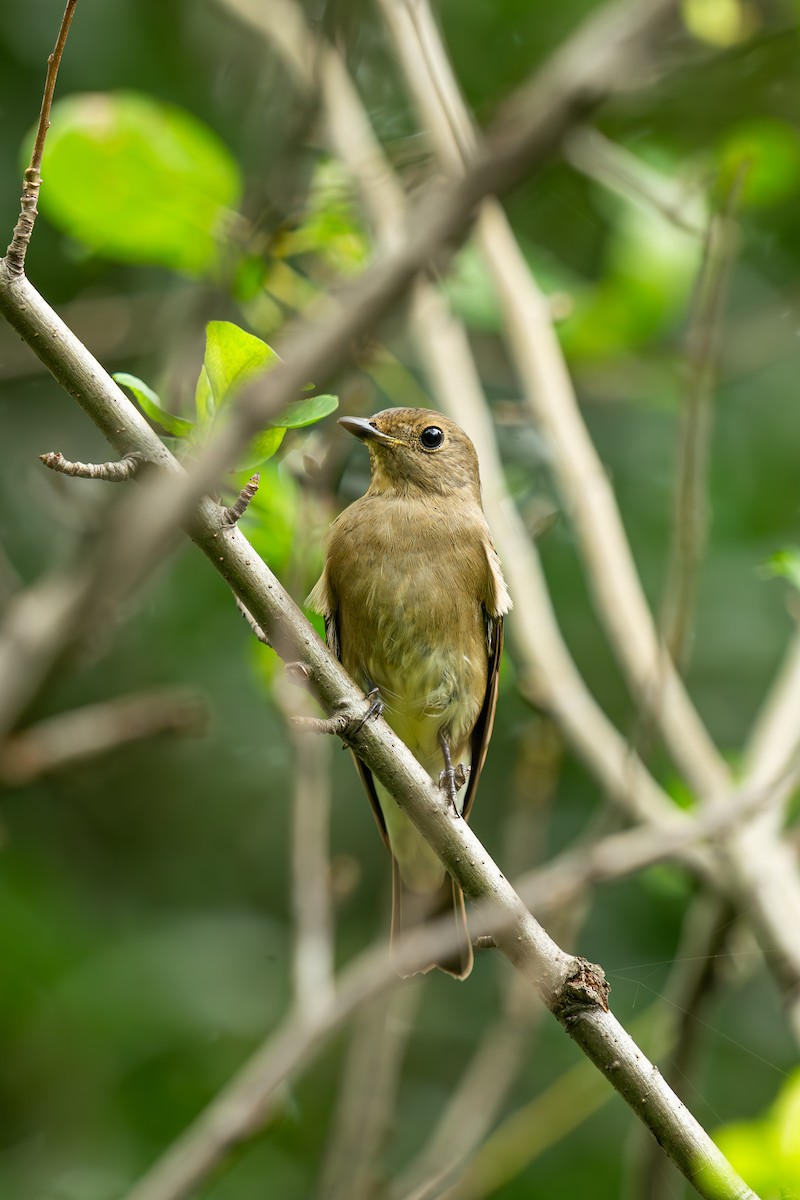 Blue-and-white Flycatcher - ML645044280