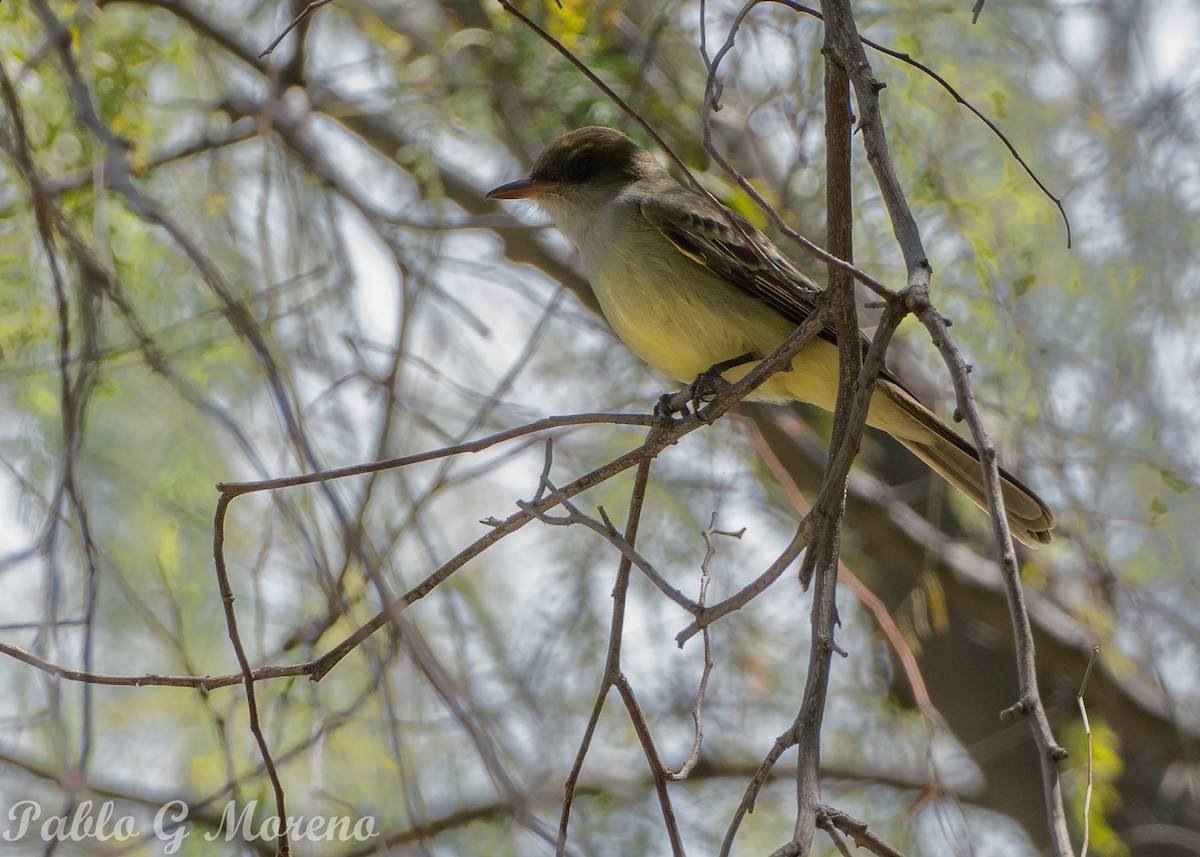 Swainson's Flycatcher - ML645044286