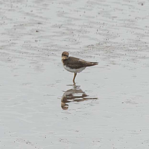 Little Ringed Plover - ML645044290