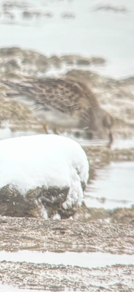 Çizgili Kumkuşu - ML645044292