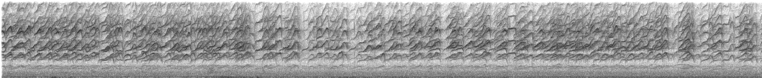 Weißstirn-Schwatzvogel - ML645044306
