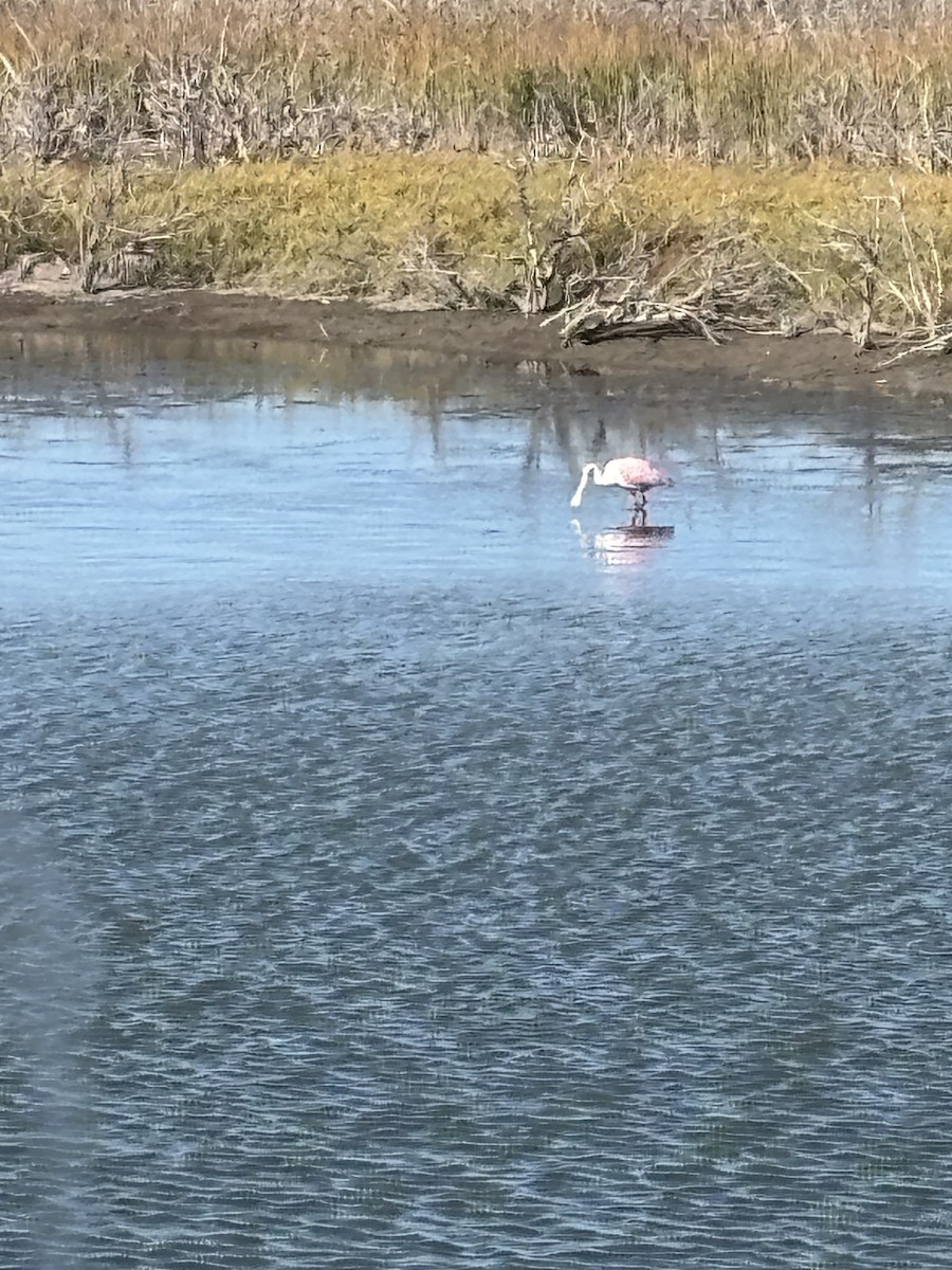 Roseate Spoonbill - ML645044327