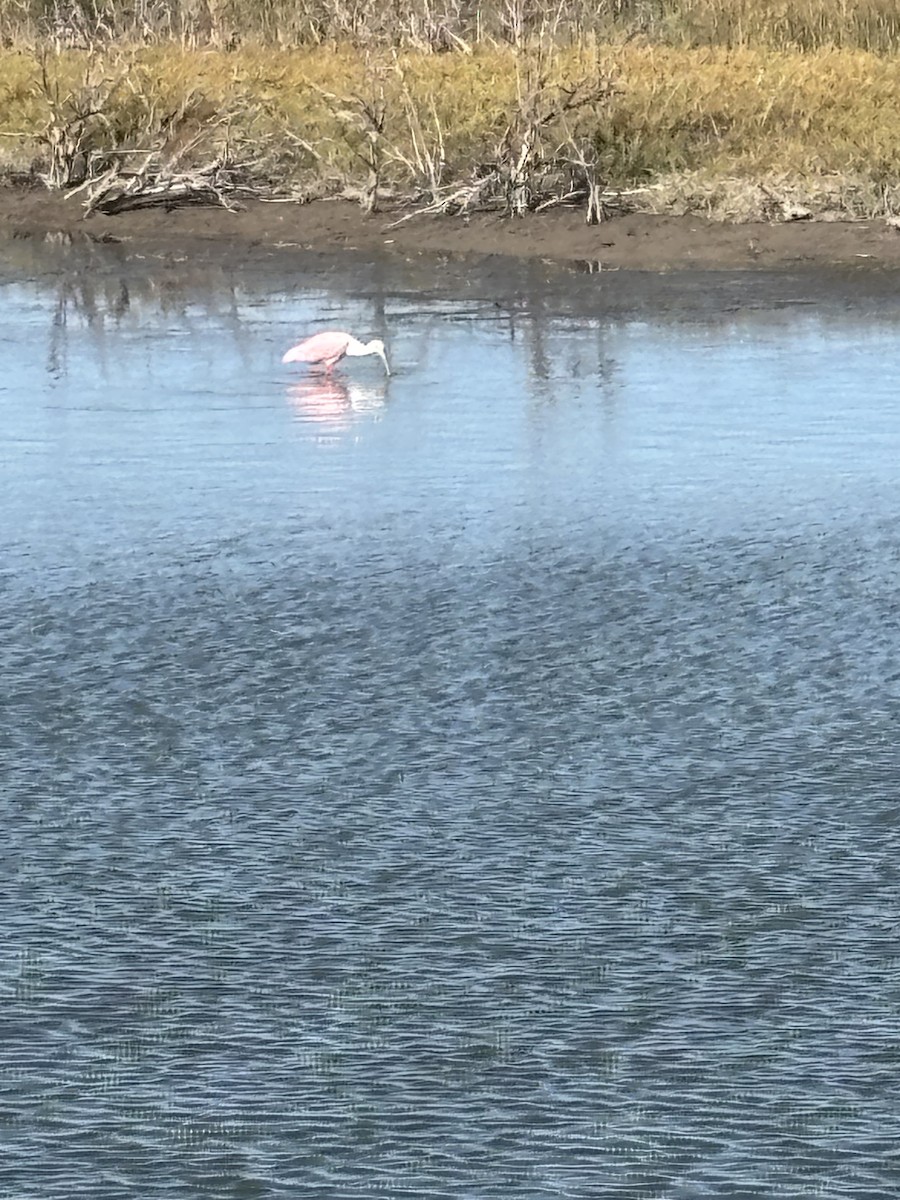 Roseate Spoonbill - ML645044328