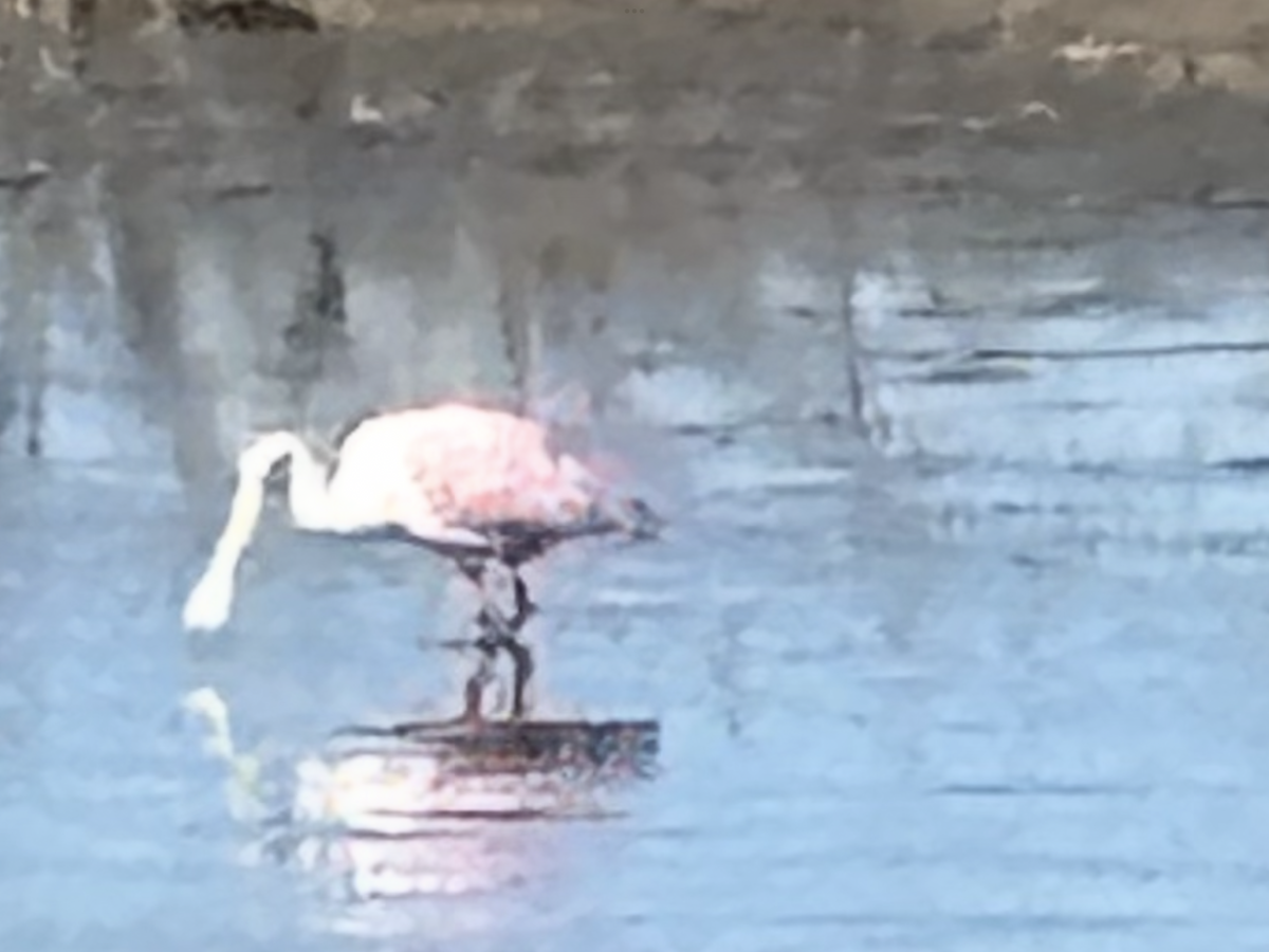 Roseate Spoonbill - ML645044329