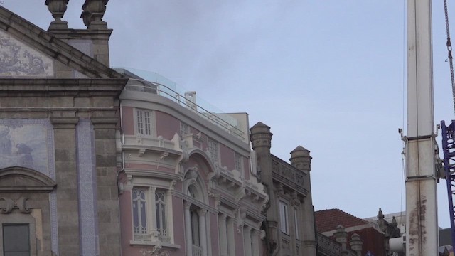 kanariseiler - ML645044345