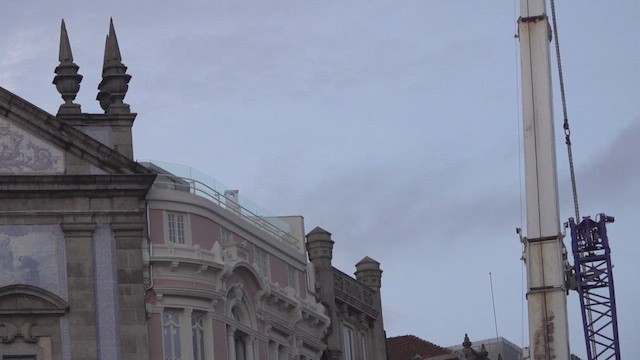 kanariseiler - ML645044346