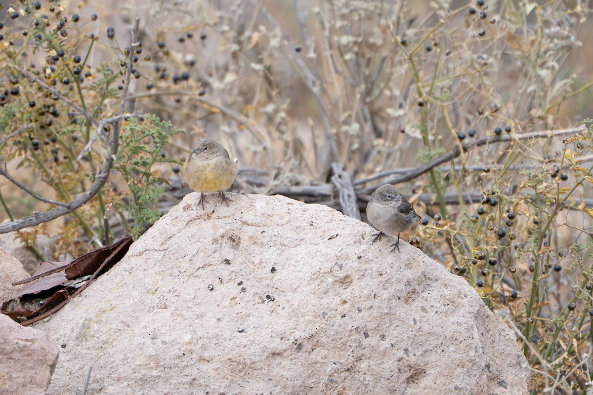Greenish Yellow-Finch - ML645044365