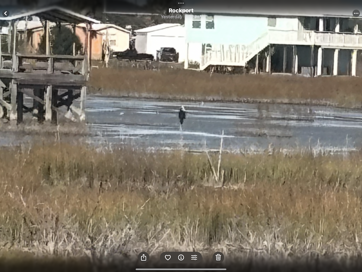 Osprey - ML645044366