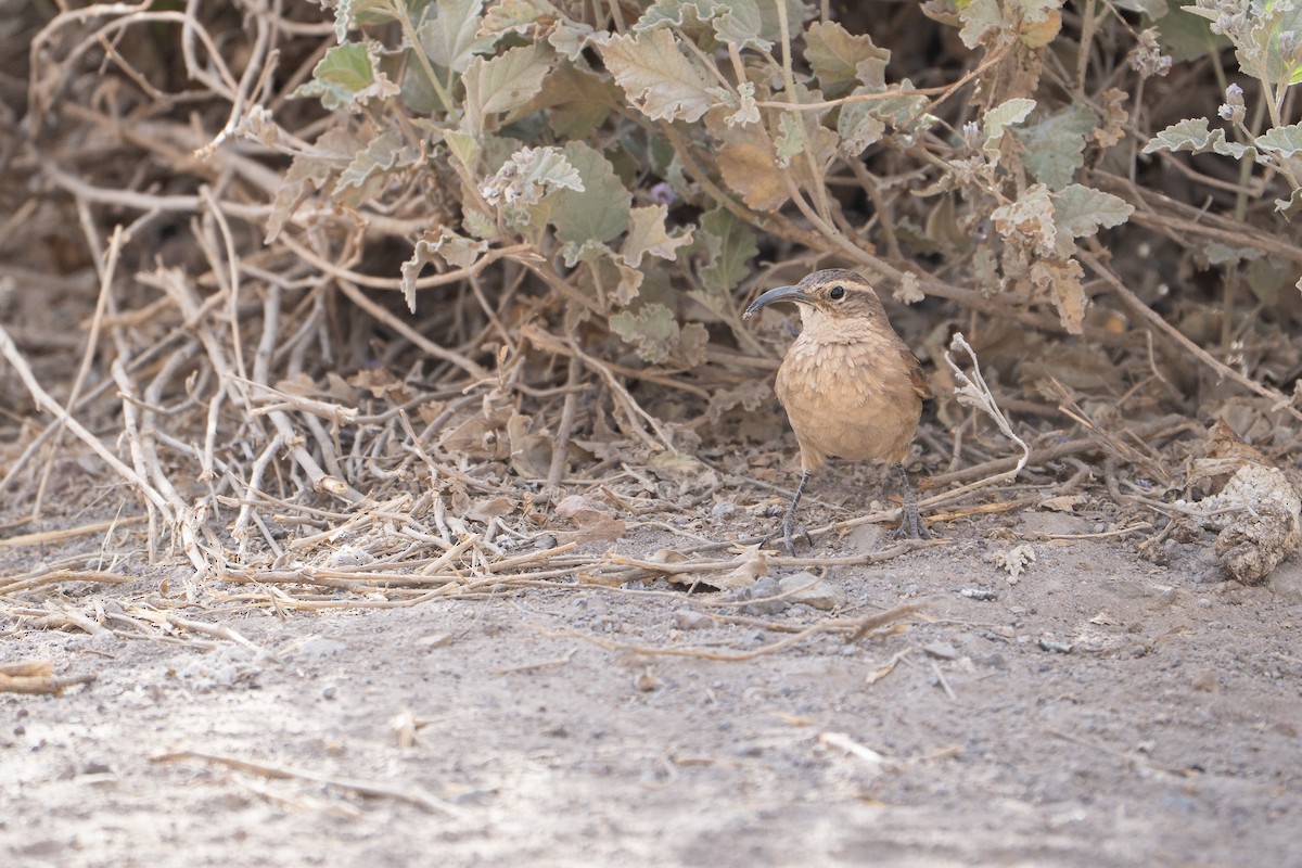 White-throated Earthcreeper - ML645044373