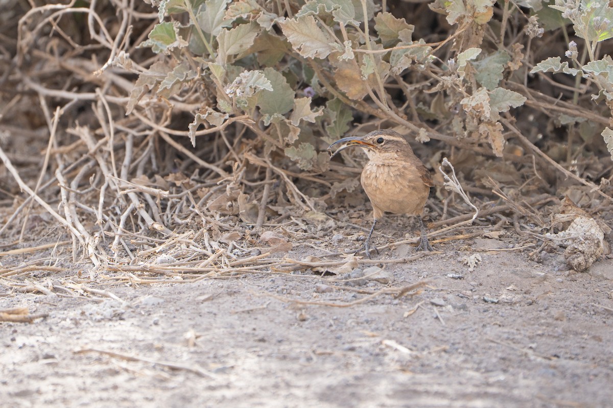 White-throated Earthcreeper - ML645044374