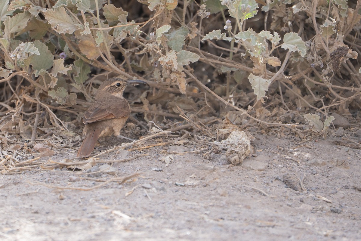 White-throated Earthcreeper - ML645044375