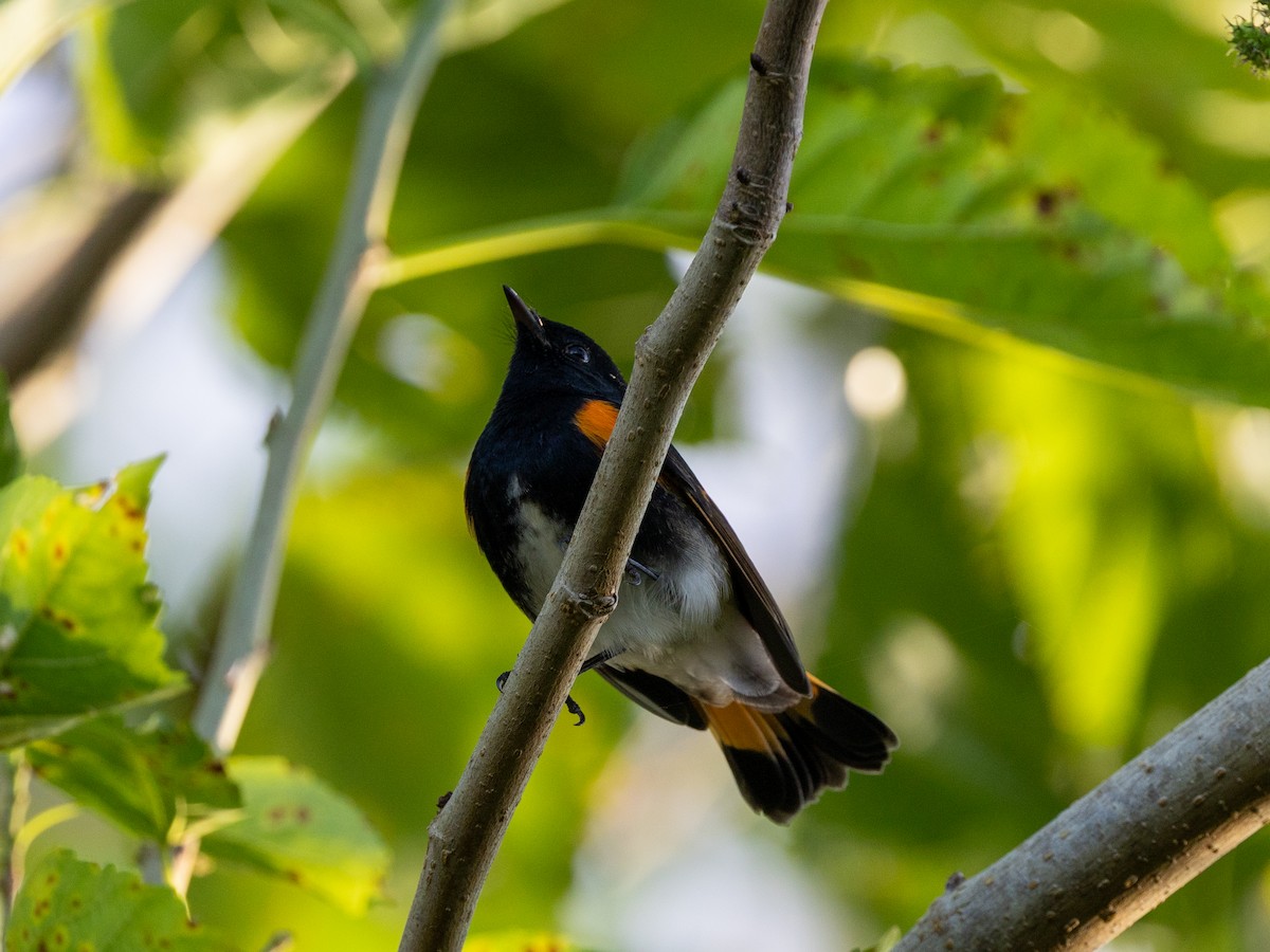 Пісняр горихвістковий - ML645044379