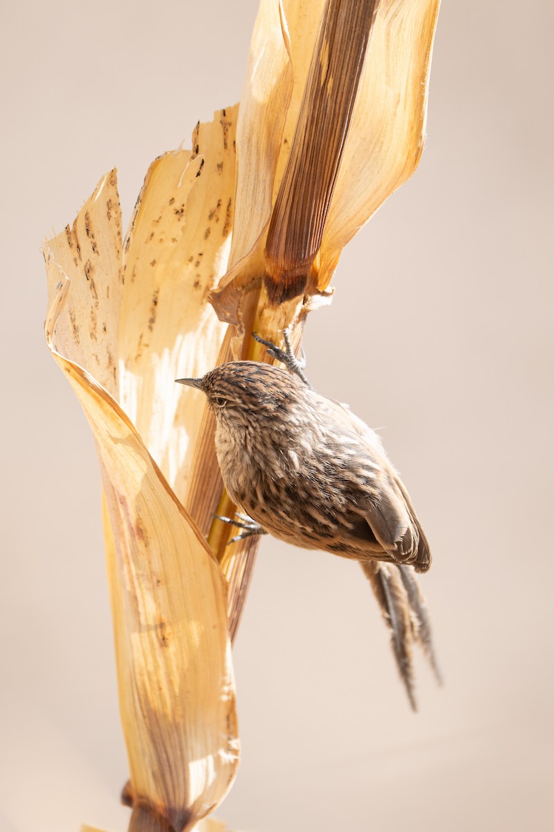 Сікора світлогорла - ML645044384