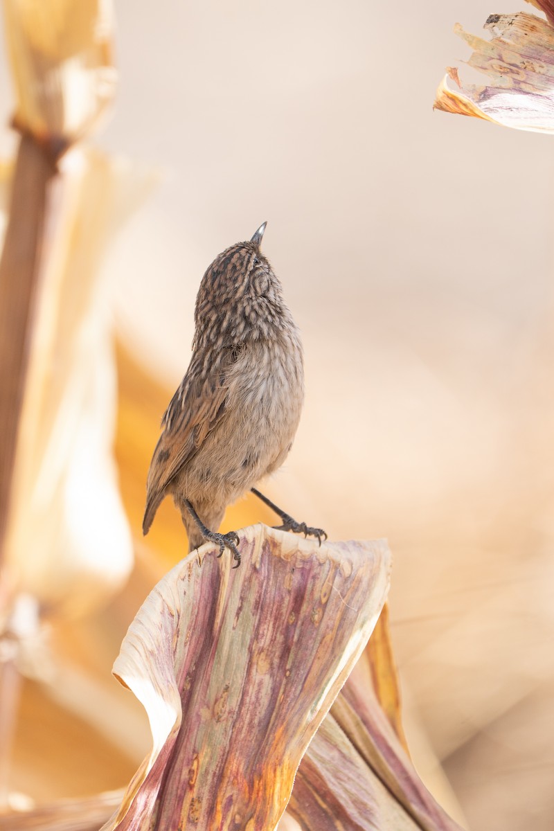 Сікора світлогорла - ML645044385