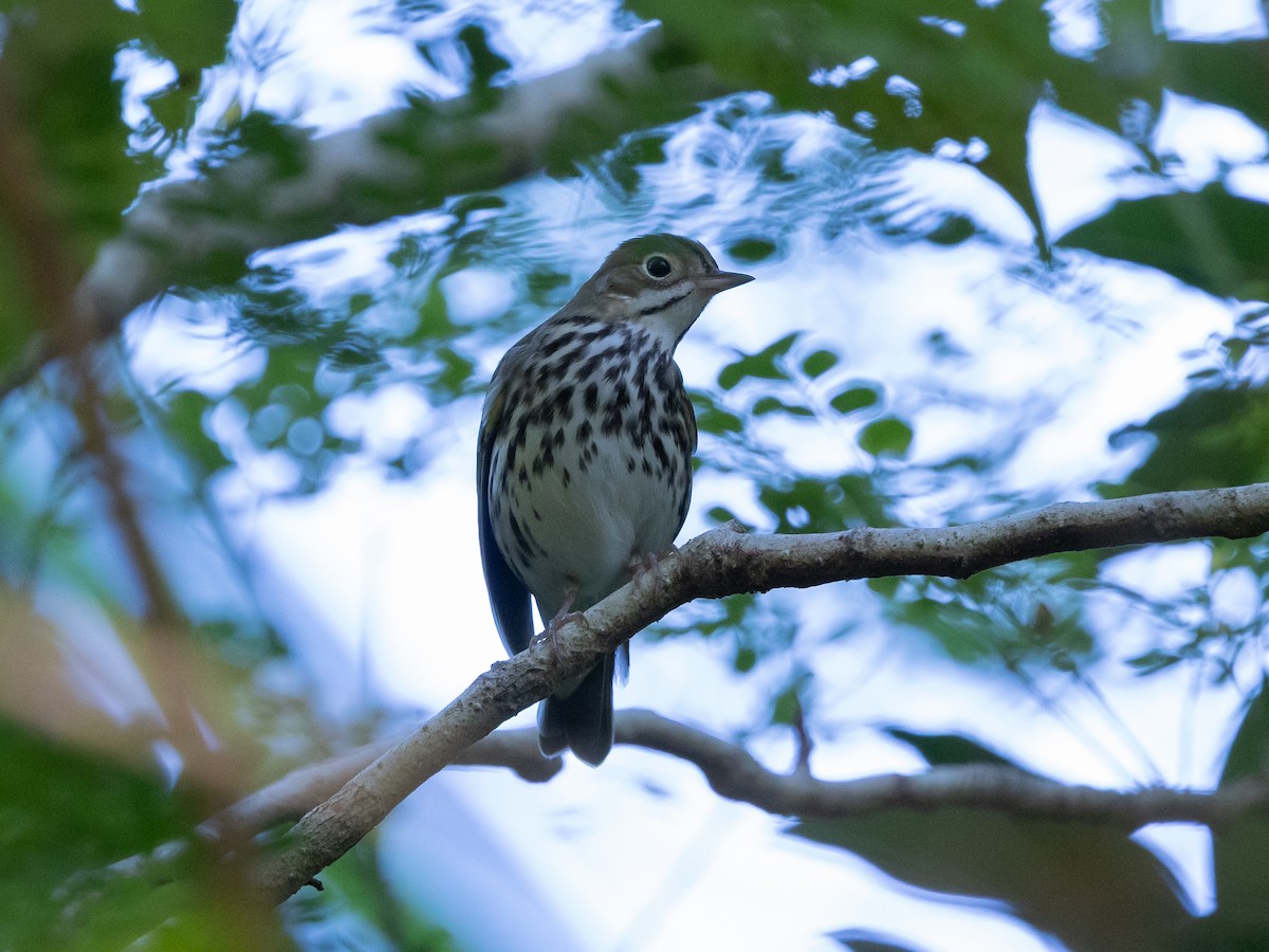 Смугастоволець оливковий - ML645044386