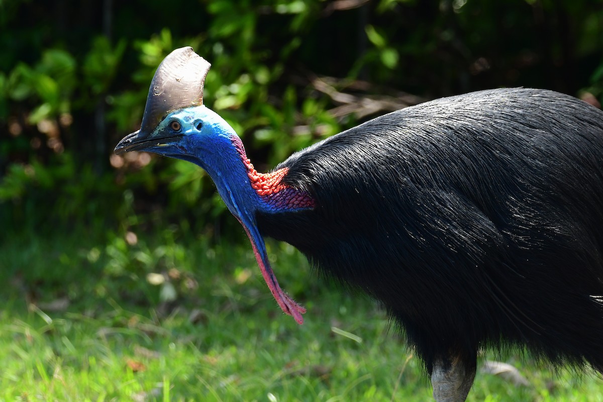 Güneyli Kasuari - ML645044421