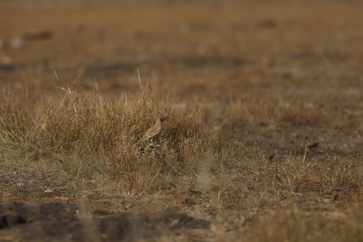 Alouette de Sykes - ML645044423