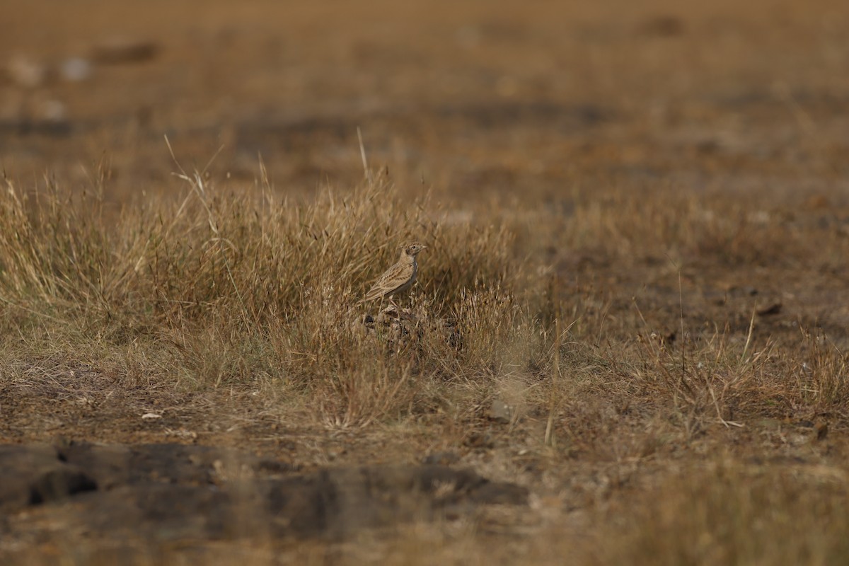 Alouette de Sykes - ML645044424