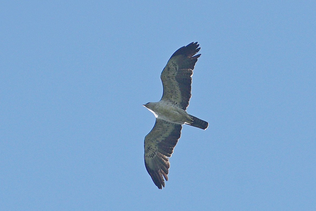 Martial Eagle - ML645044425