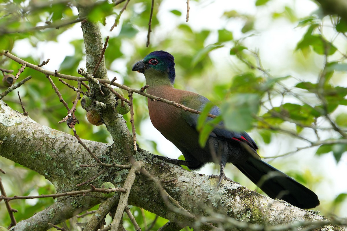 Purple-crested Turaco - ML645044455