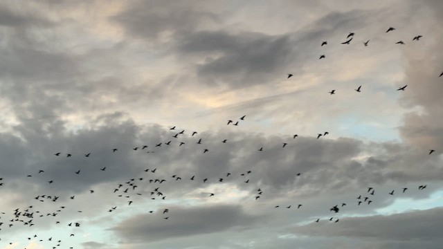 Sakarca - ML645044463