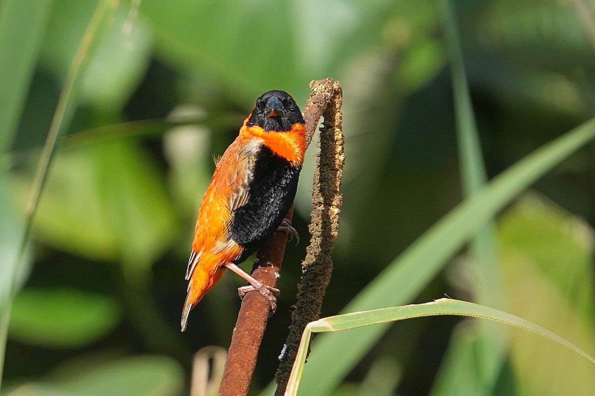 Southern Red Bishop - ML645044478