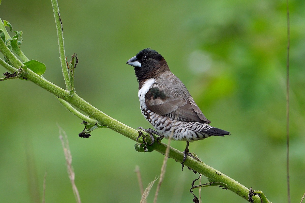 Bronze Mannikin - ML645044487