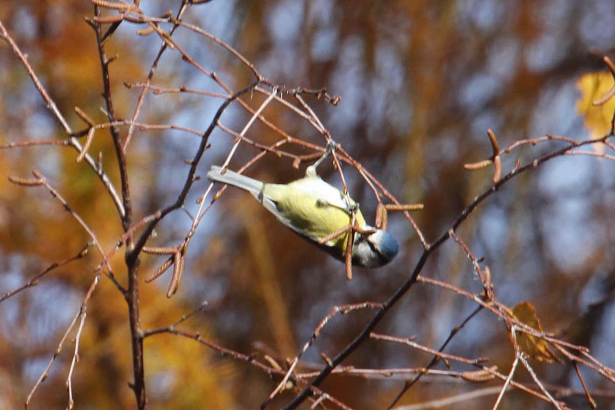 Eurasian Blue Tit - ML645044490