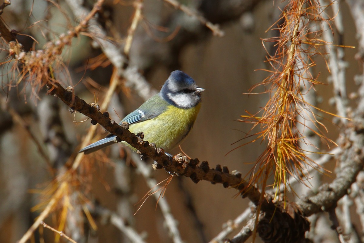 Eurasian Blue Tit - ML645044491