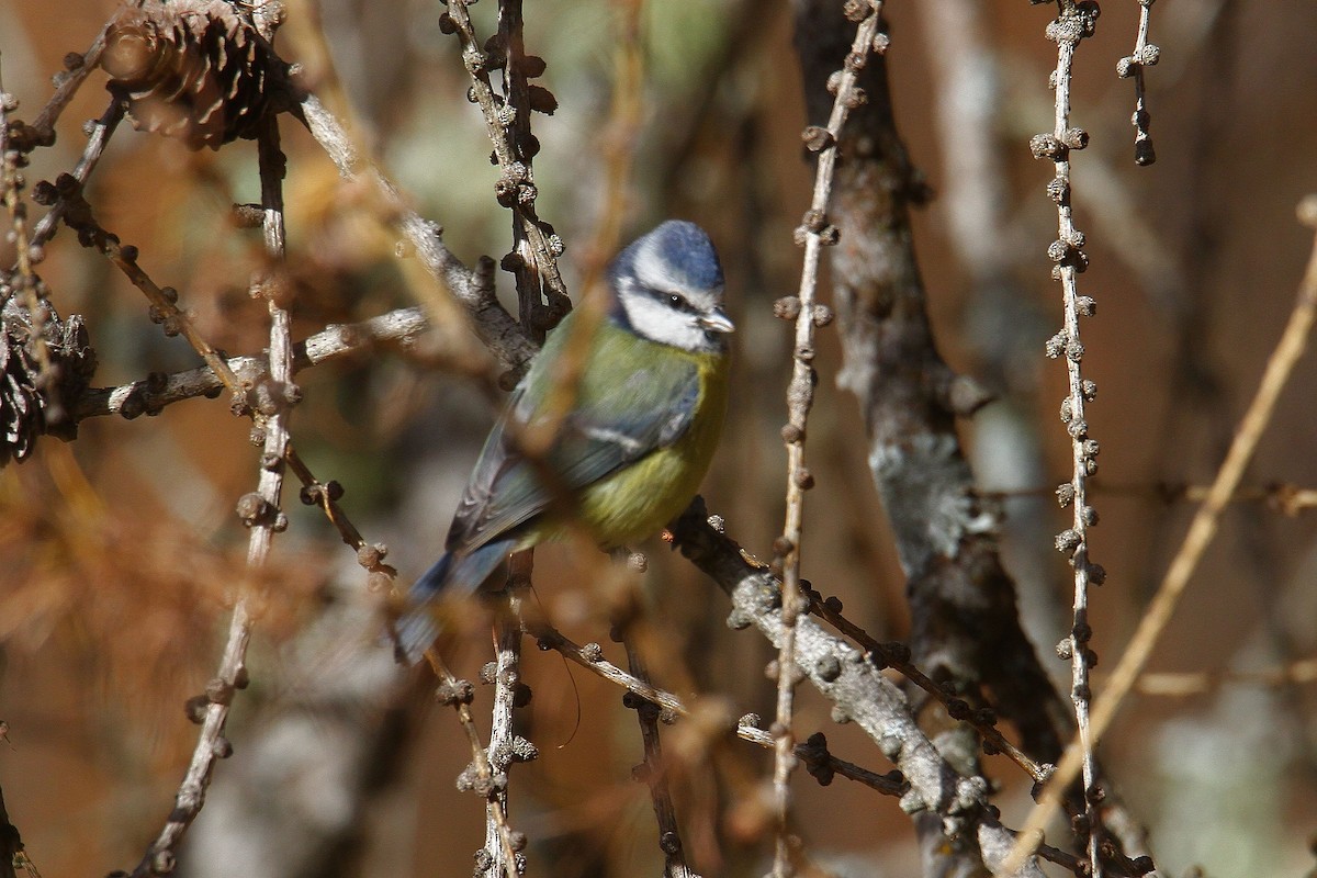 Eurasian Blue Tit - ML645044492
