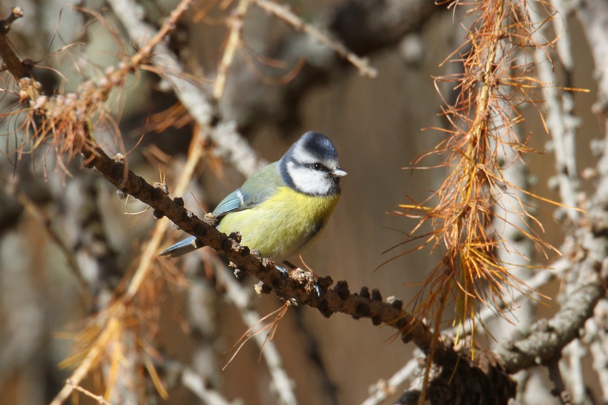 Eurasian Blue Tit - ML645044493