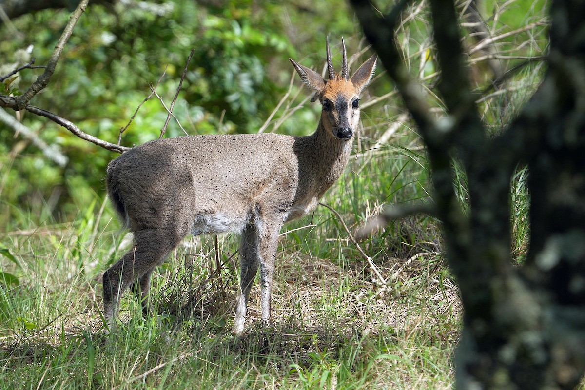 Grey Common Duiker - ML645044504