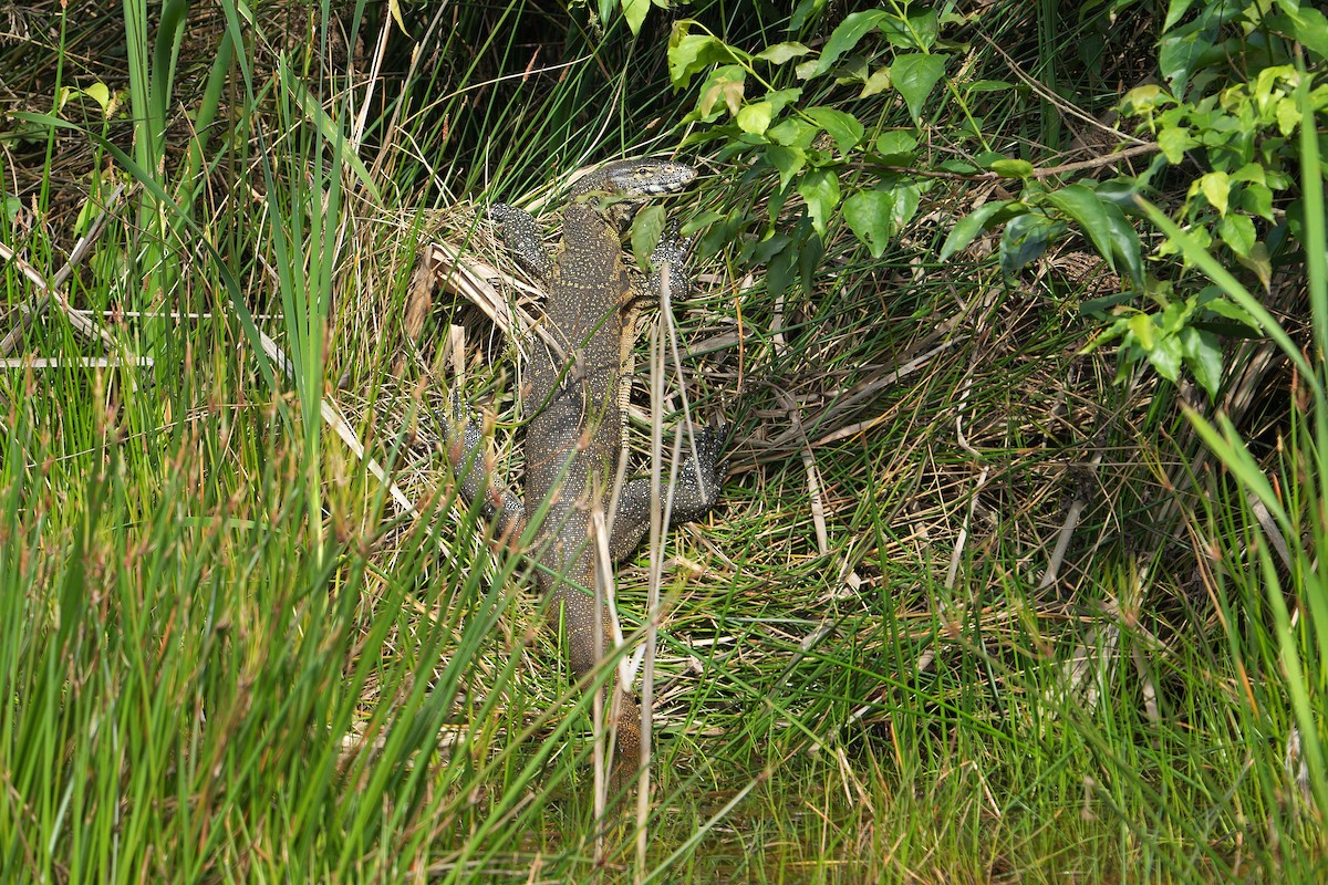 Nile Monitor - ML645044508