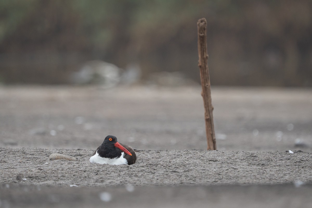 Huîtrier d'Amérique - ML645044523