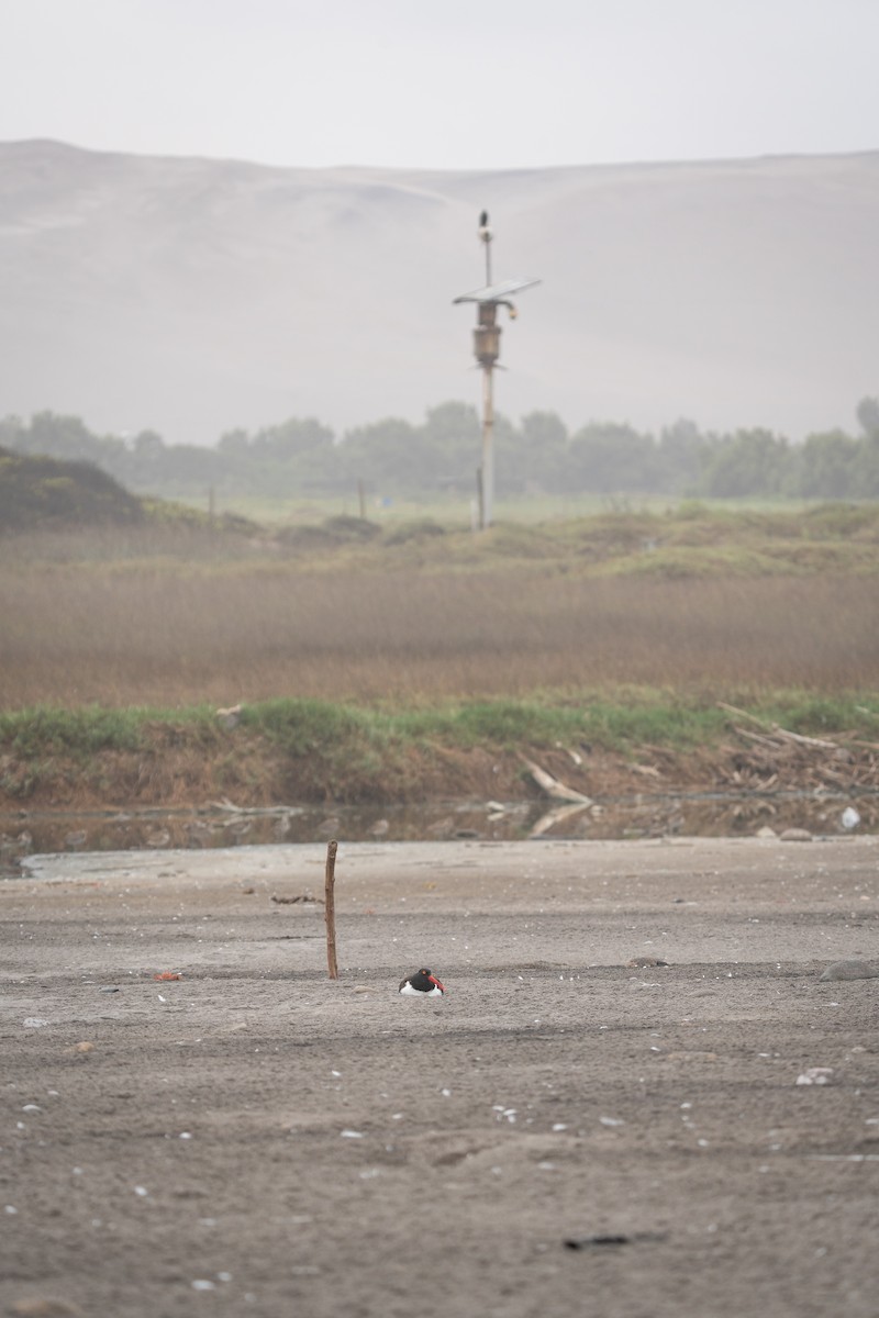 Huîtrier d'Amérique - ML645044524