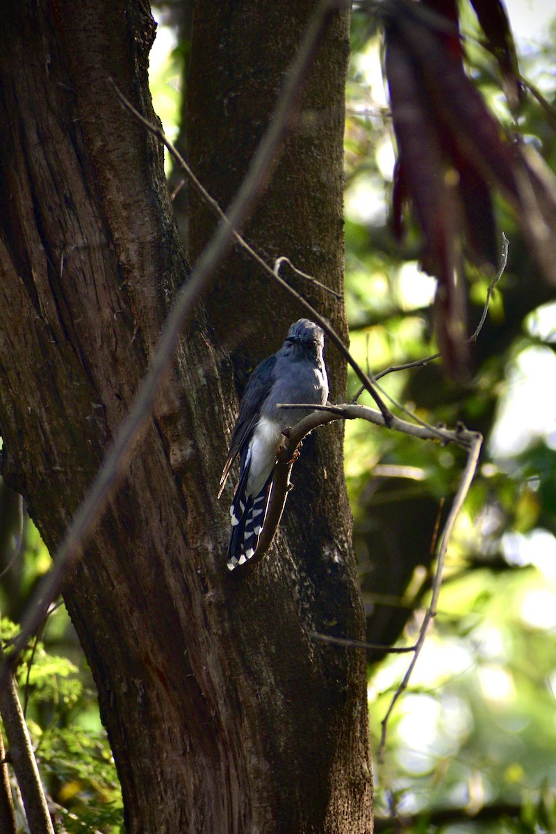 Coucou à tête grise - ML645044525
