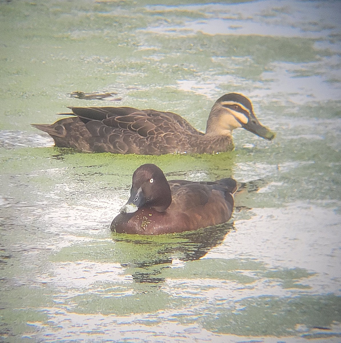 Canard à sourcils - ML645044527