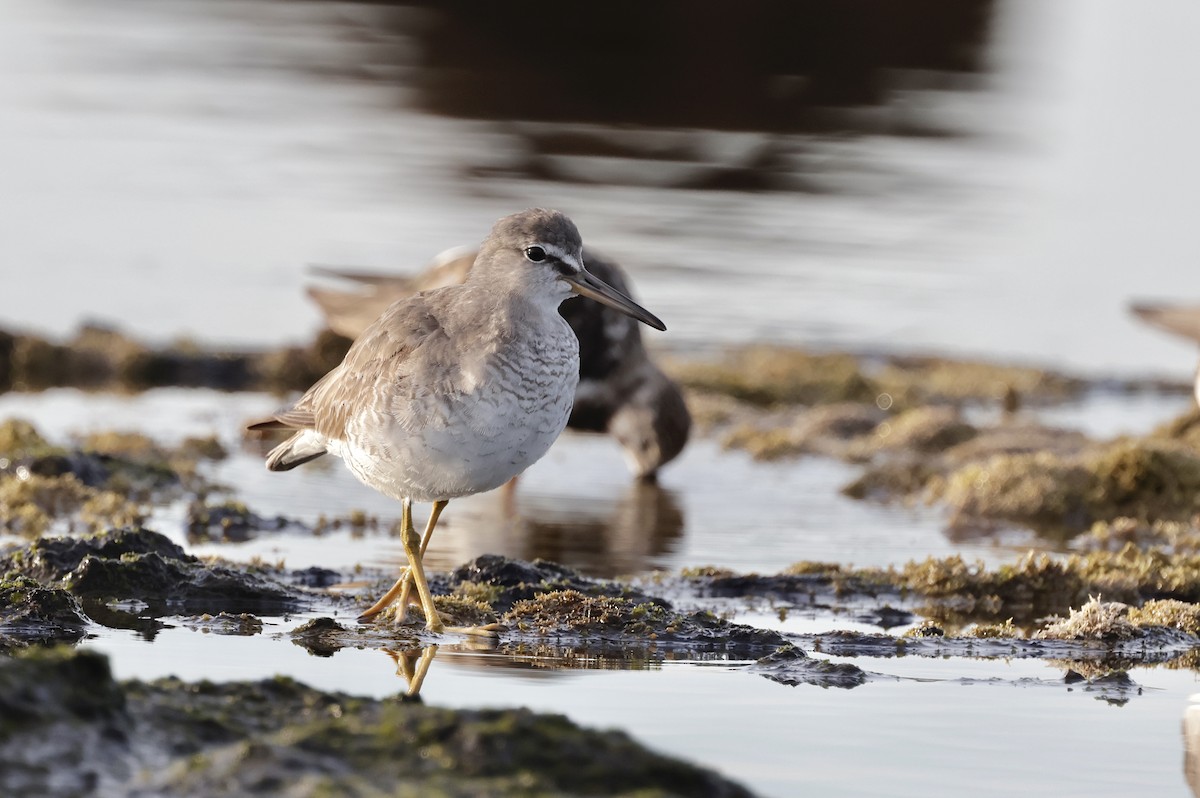 キアシシギ - ML645044529