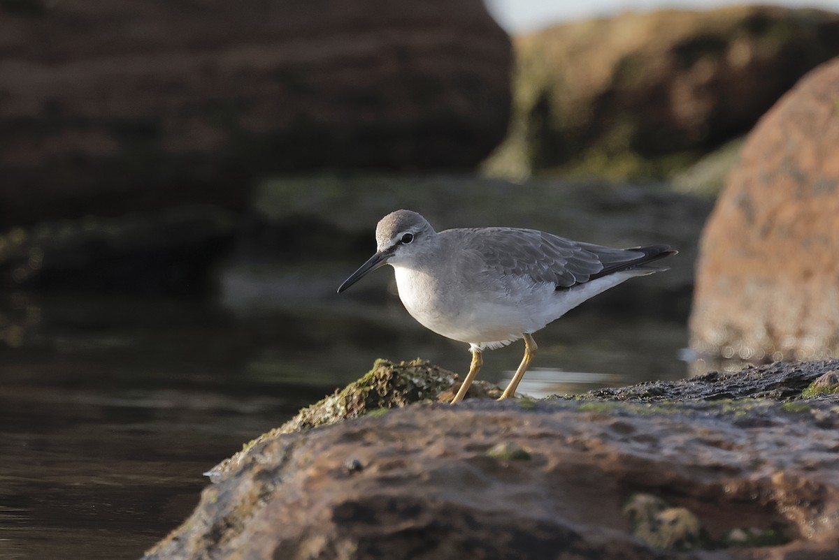 キアシシギ - ML645044530