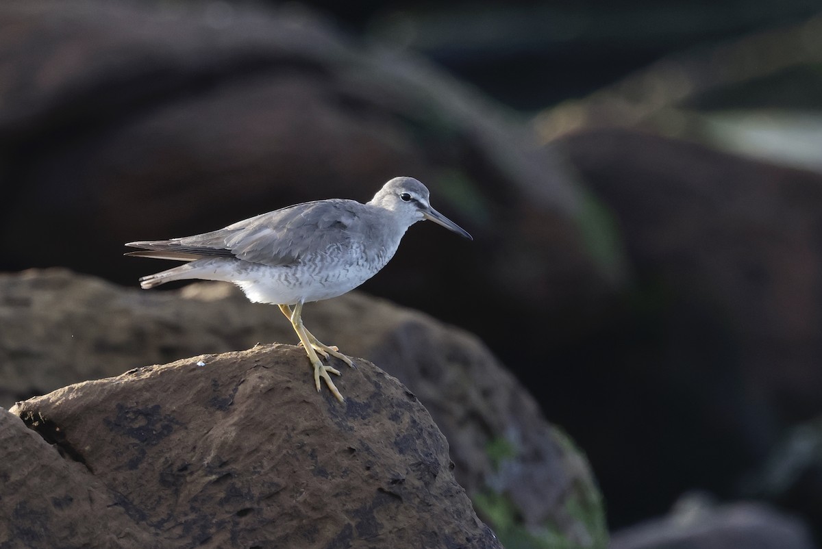 キアシシギ - ML645044531