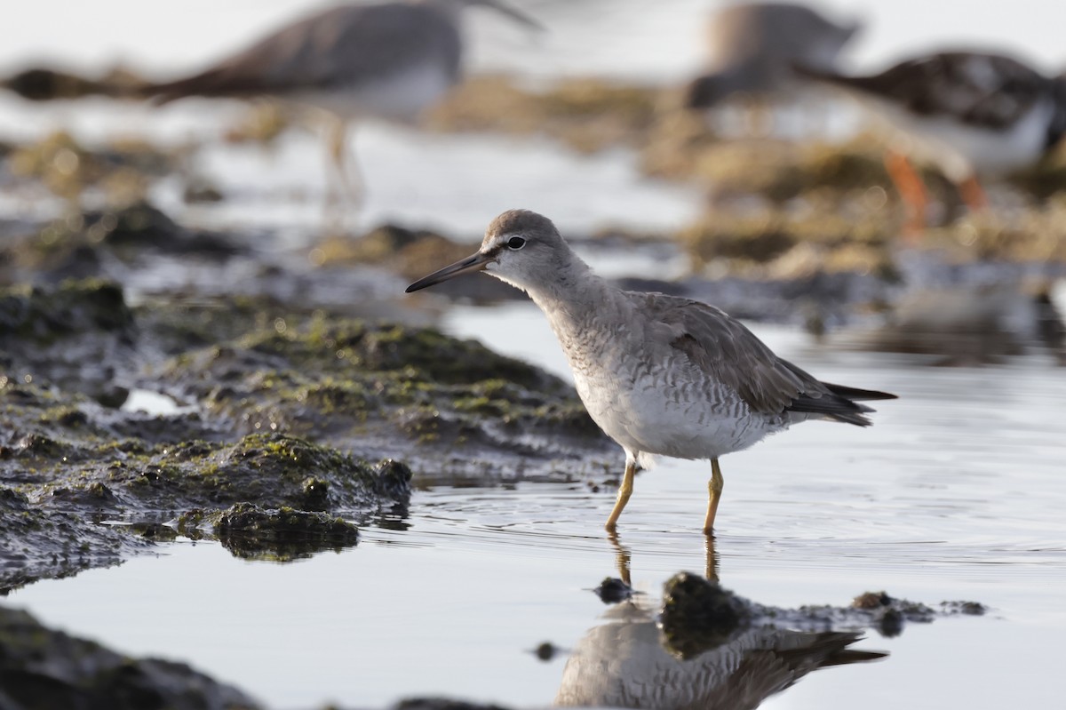 キアシシギ - ML645044532